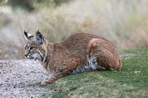 5 Tips for Successful Bobcat Hunting in Florida - Tiger Tribe