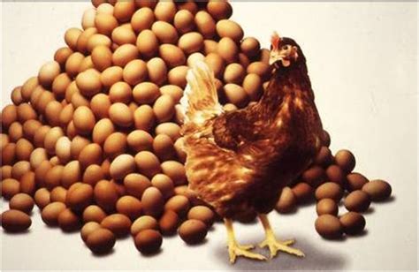 Chicken Egg Production, SOP Manual SOP-350