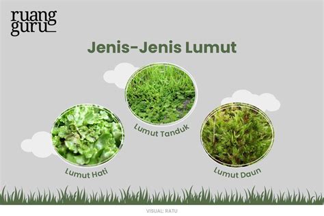 Lumut (Bryophyta): Pengertian, Ciri, Manfaat & Klasifikasi