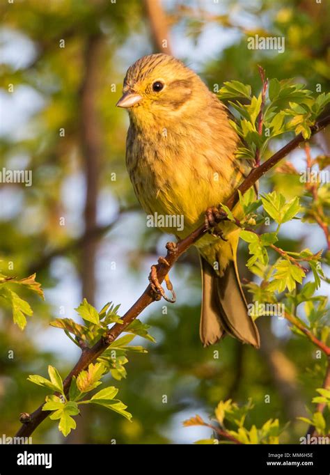 Female Yellowhammer in the Cotswold Hills Stock Photo - Alamy