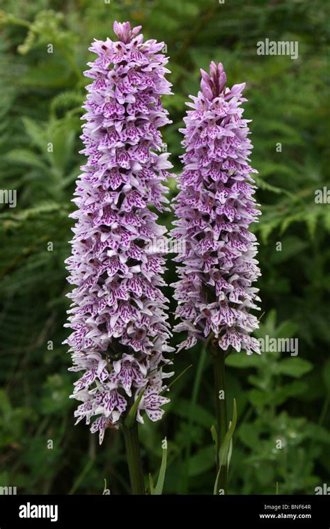 Tall flower spikes hi-res stock photography and images - Alamy