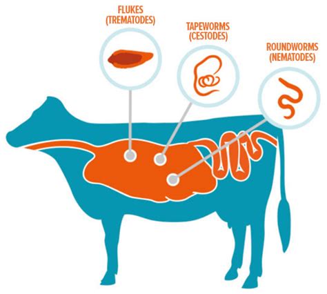 Types of Parasites | Zoetis AU