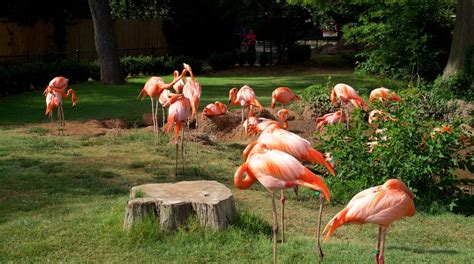 Oklahoma City Zoo Tours - Book Now | Expedia