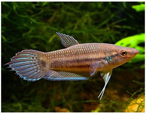 Siamese Fighting Female Betta Fish (assorted colors) | Arizona Aquatic Gardens