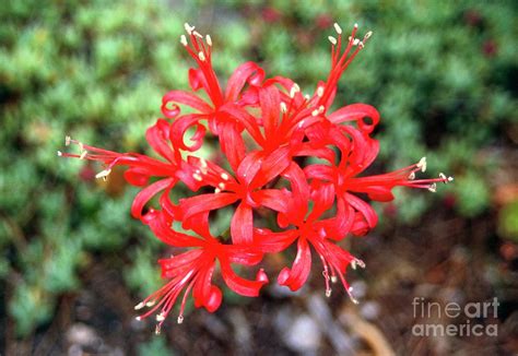 Guernsey Lily Flower Photograph by Pam Collins/science Photo Library - Fine Art America