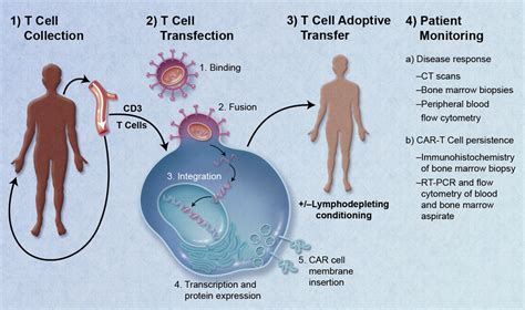 CAR-T cell Therapy. Breakthrough in cancer treatment via piggyback ride on the body's immune ...