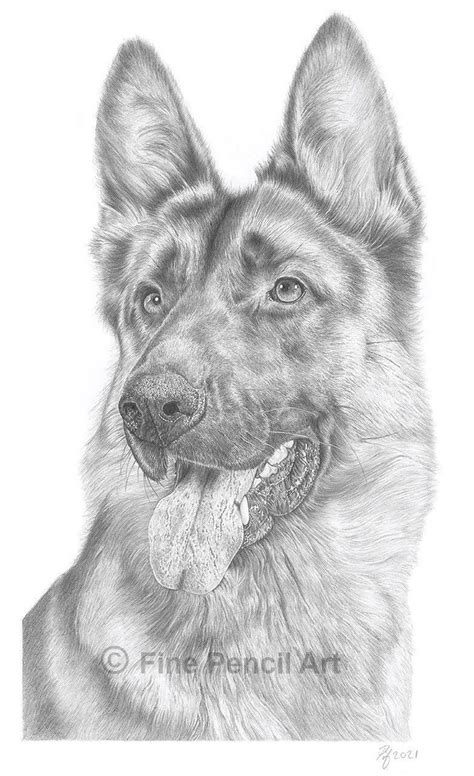 German Shepherd Alsatian Portrait Pencil Drawing Print | Etsy