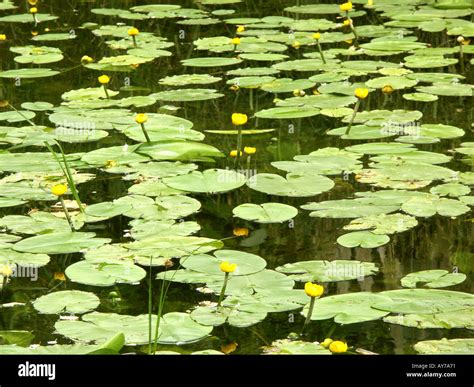 Cambridge University Botanic Gardens Stock Photo - Alamy