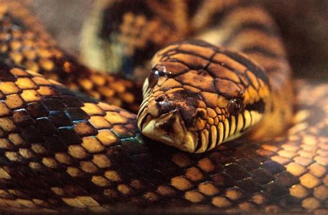 'Aggressive' 16-Foot-Long Python Drags Boy Into Bush, Father Rescues ...