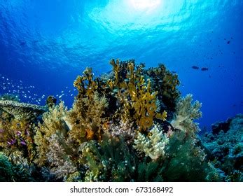 769 Tubbataha reef Stock Photos, Images & Photography | Shutterstock