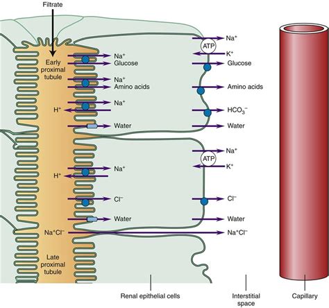 [DIAGRAM] Renal Tubule Cell Diagrams - MYDIAGRAM.ONLINE