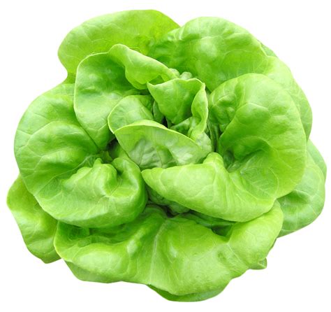 Lettuce clipart salad leave, Lettuce salad leave Transparent FREE for download on WebStockReview ...