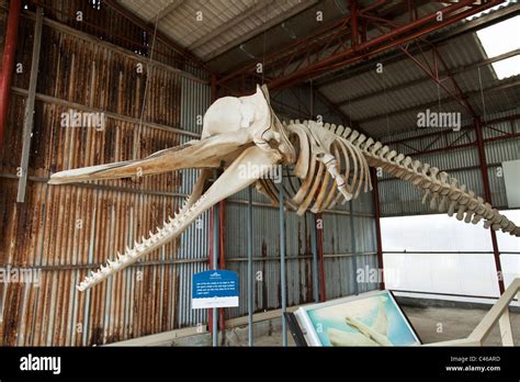 Sperm whale skeleton hi-res stock photography and images - Alamy