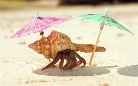 Ideal Hermit Crab Habitat: What You Need To Know To Care For Your Pet