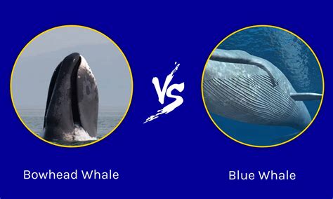 Bowhead Whale vs. Blue Whale - Unianimal