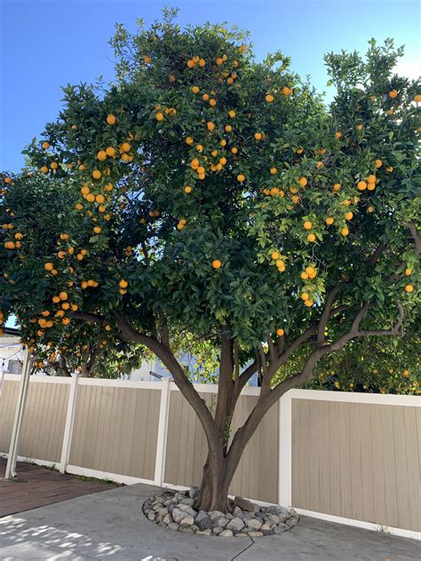 I also have an orange tree : r/gardening