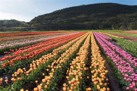 Tulip Festival Abbotsford Bc - Renee Lauren