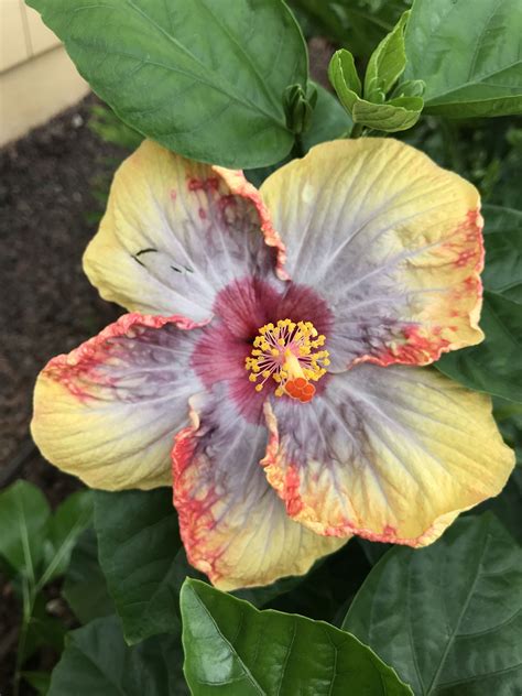 Voodoo Queen Hibiscus Showing a mutation variant All Flowers, Tropical ...