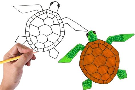 How to Draw a Sea Turtle : Easy Step-By-Step Tutorial