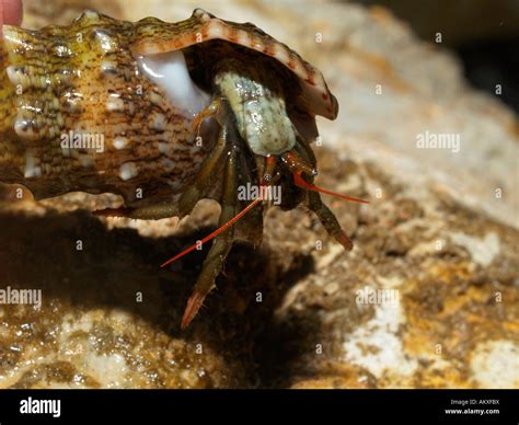 Hermit crab pagurus sp hi-res stock photography and images - Alamy