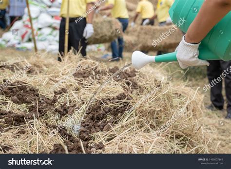 Female Men Making Fertilizer Compost Dunghill Stock Photo 1469507861 ...