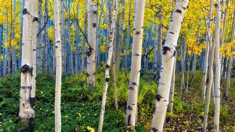 Beauty Of Aspen Trees Colorado Picture Hd Wallpapers 1920x1080 : Wallpapers13.com