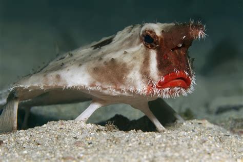 Red-lipped batfish or Galapagos batfish, (Ogcocephalus darwini), Cocos Island, Costa Rica ...