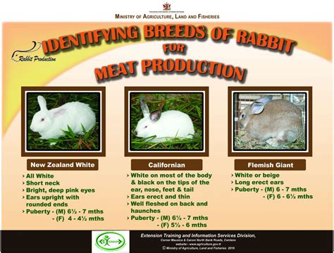 Identifying Breeds of Rabbit for Meat Production - Ministry of ...