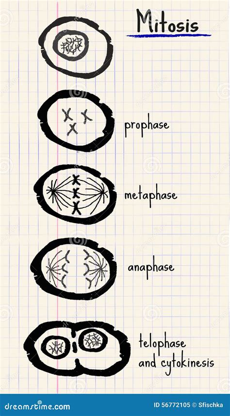 Mitosis Stages Drawing