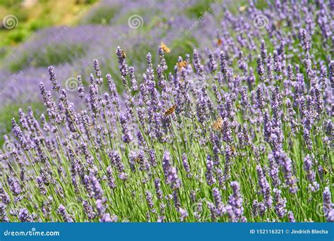 Lavender Fields on Hvar, Croatia Stock Image - Image of close, colour: 152116321