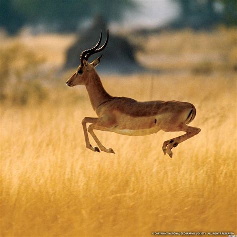 Graceful Thomson's Gazelle in Action