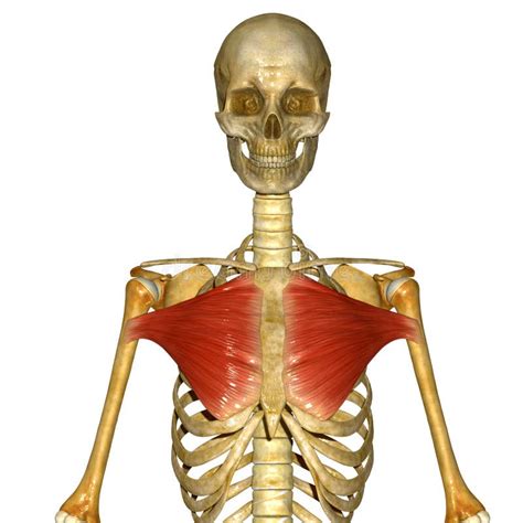 Anterior Chest Muscles