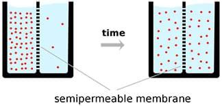 Semipermeable membrane examples | scienceforyou