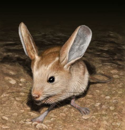 Long eared jerboa - Alchetron, The Free Social Encyclopedia