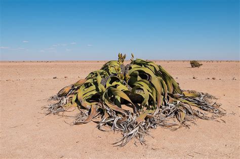 What And Where Are Coastal Deserts? - WorldAtlas