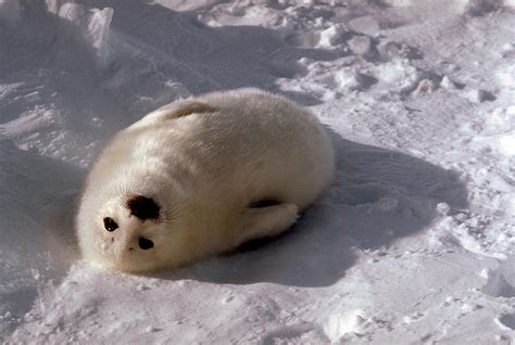 Baby Harp Seal Photograph by Dan Guravich - Fine Art America