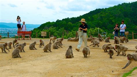 Arashiyama Monkey Park in Kyōto, | Expedia