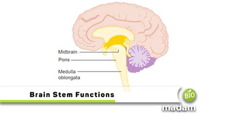 Functions of the Brain Stem - biomadam