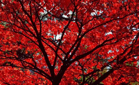 HD Wallpapers Desktop: Autumn Wallpaper With Red Leaves