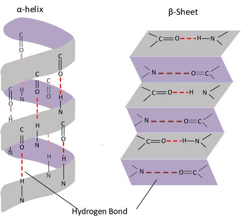 [Solved] How many hydrogen bonds involving the backbone CO and NH can