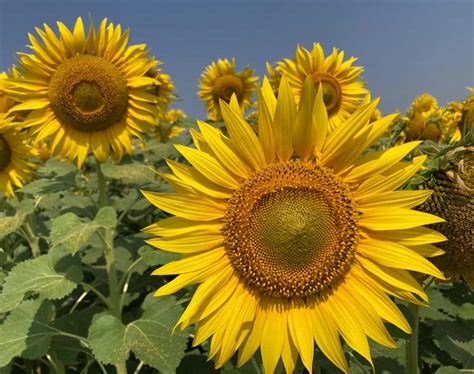 Sunflower growers seek marketing facility - OrissaPOST