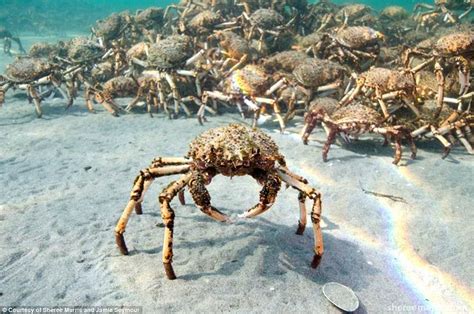 Giant crabs swarm over the ocean's floor in Port Phillip Bay | Daily ...