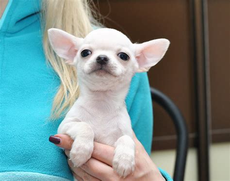 Chihuahua Puppies For Sale | Columbia, SC #295981