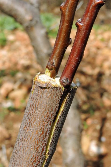 Grafting Fruit Trees | Grafting fruit trees, Grafting plants, Organic vegetable garden