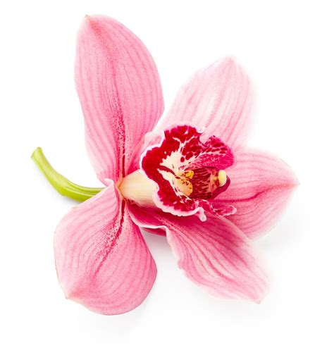 Orchid Flower Meaning And Symbolism: A Really Interesting Read