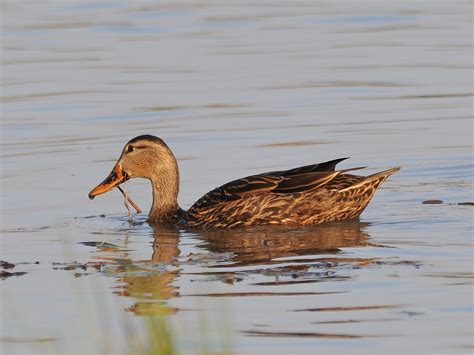 The Online Zoo - Mottled Duck