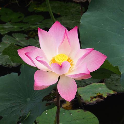 Lotus - Voyage to Vietnam