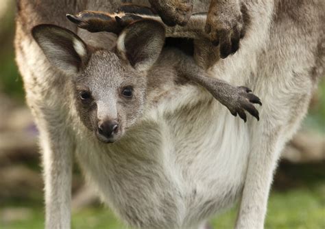 Kangaroos — kidcyber