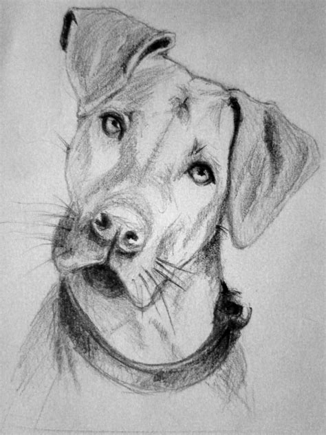 Dog Sketch by fabianomanko on DeviantArt