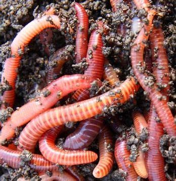 Red Worms | Red worms, Worm farm, Vermicomposting